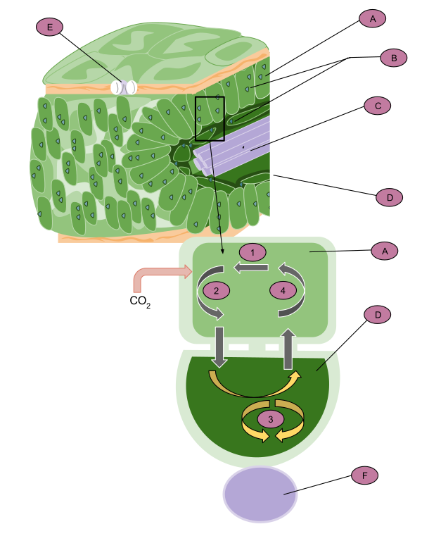 C4 Plant Anatomy