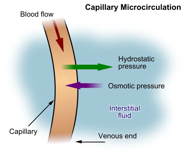 Capillary Microcirculation