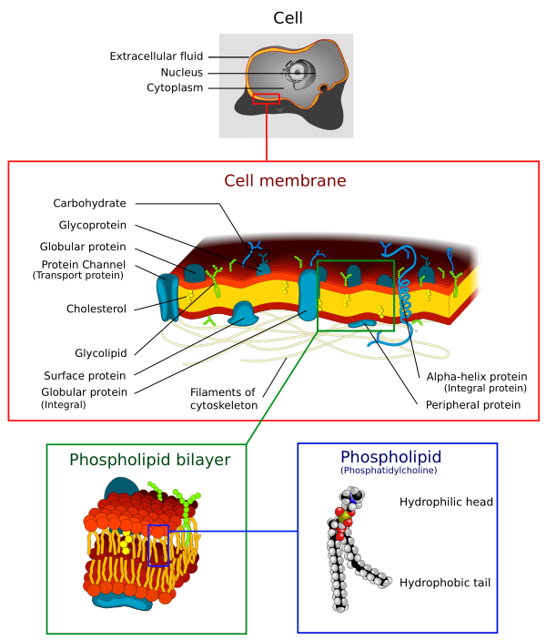 Cell Membrane Detailed Diagram 4