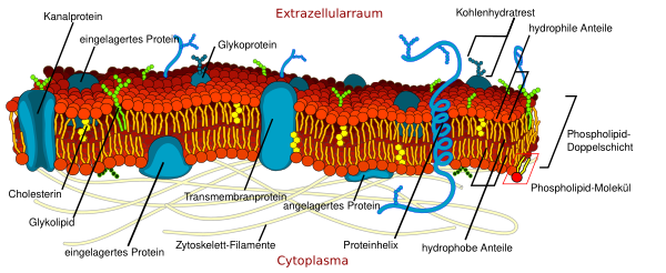 Cell Membrane Detailed Diagram De Vector