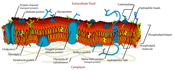 Cell Membrane Detailed Diagram En Vector