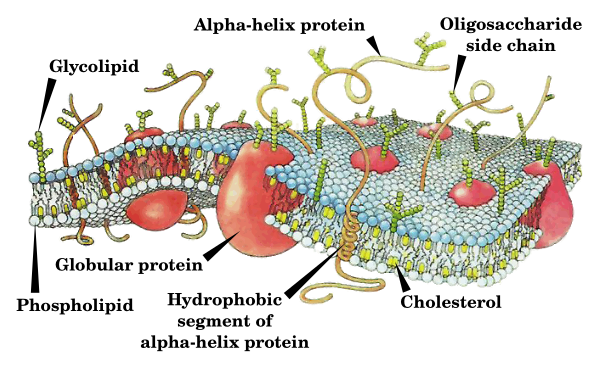 Cell Membrane Drawing En