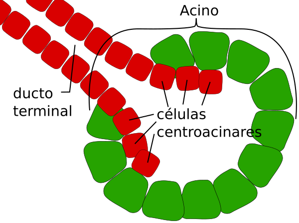 Centroacinar Cells Gl