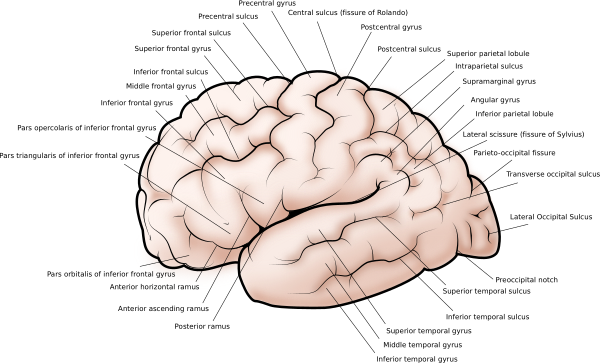 Cerebral Cortex, Side View