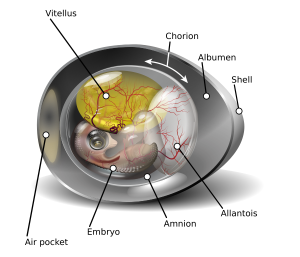 Chicken Egg Diagram