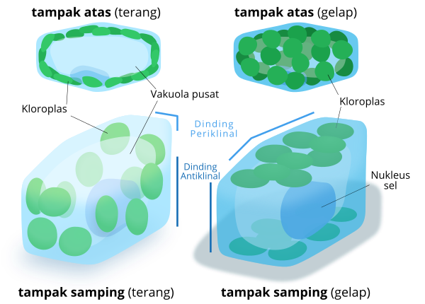Chloroplast Movement Id