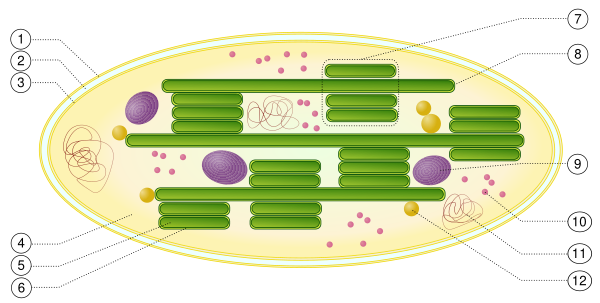 Chloroplast