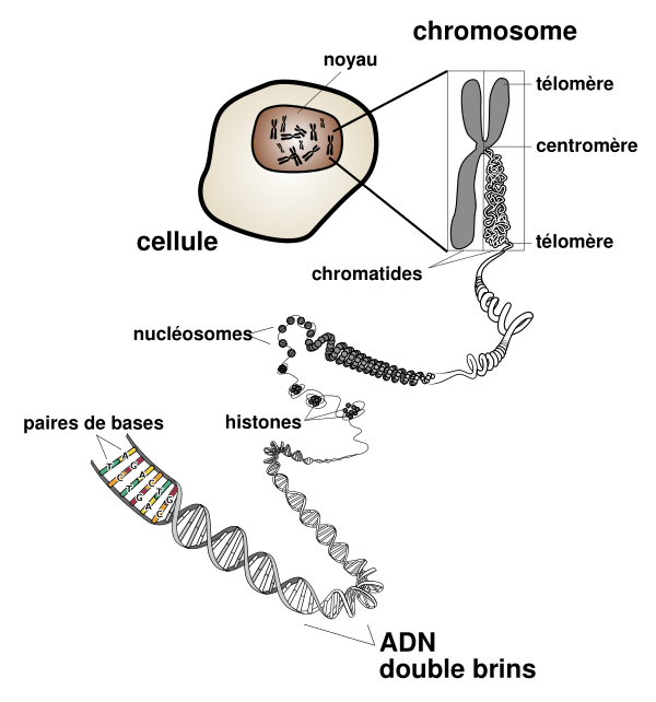 Chromosome Fr