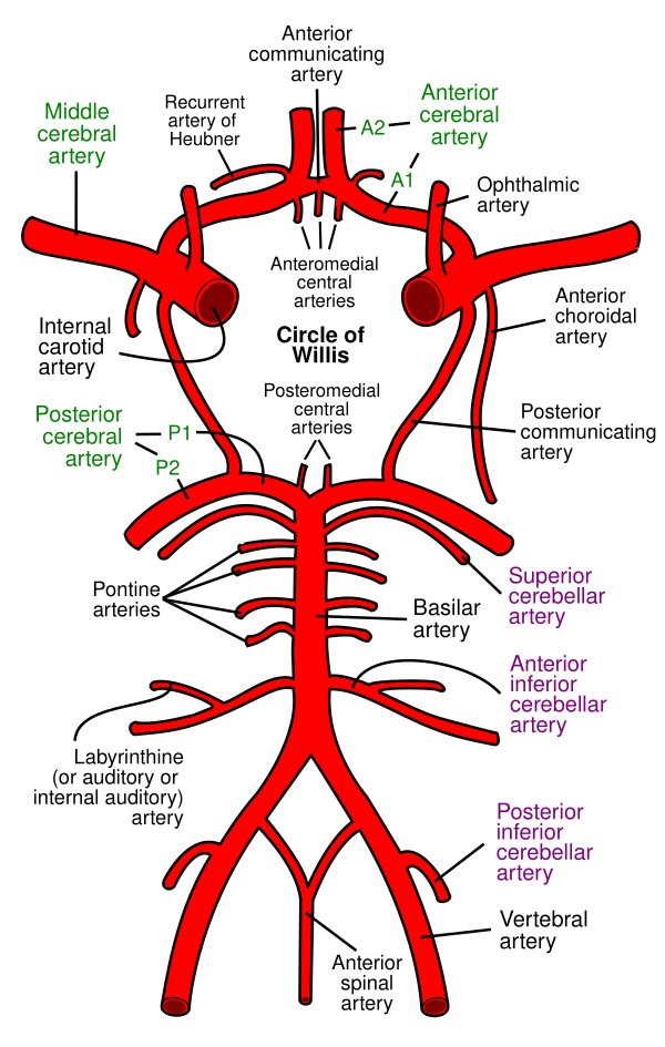 Circle Of Willis En