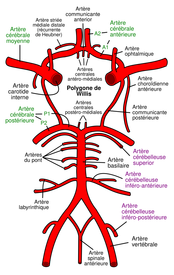 Circle Of Willis Fr