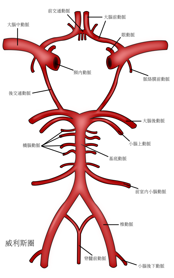 Circle Of Willis Zh