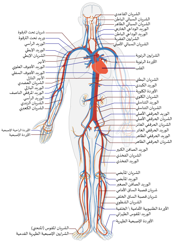 Circulatory System Ar