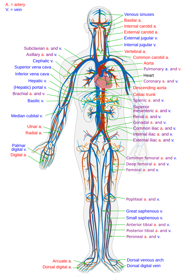 Circulatory System En
