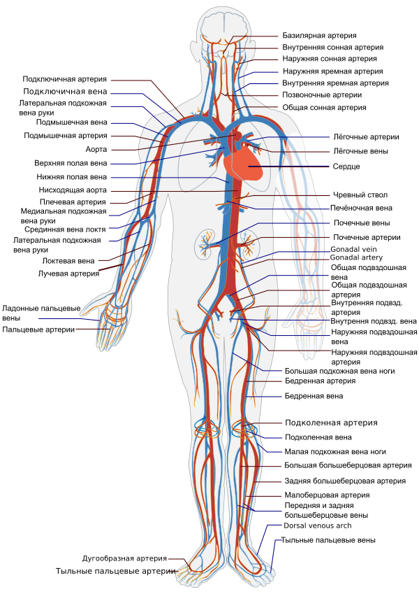 Circulatory System Ru