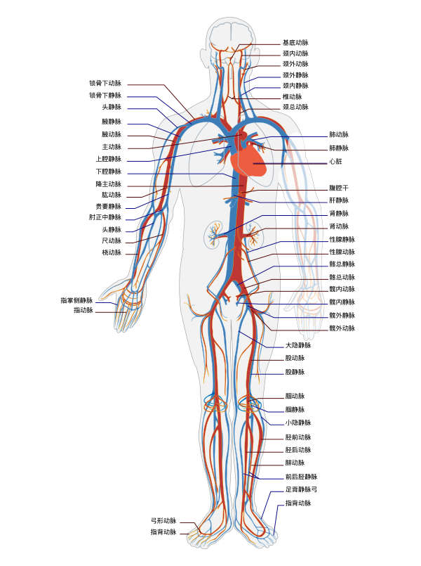 Circulatory System Zh