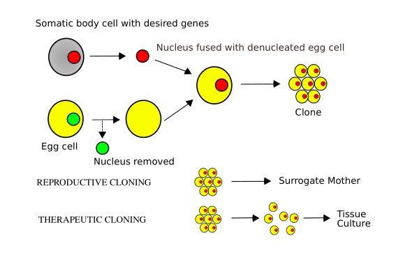 Cloning Diagram English Vector