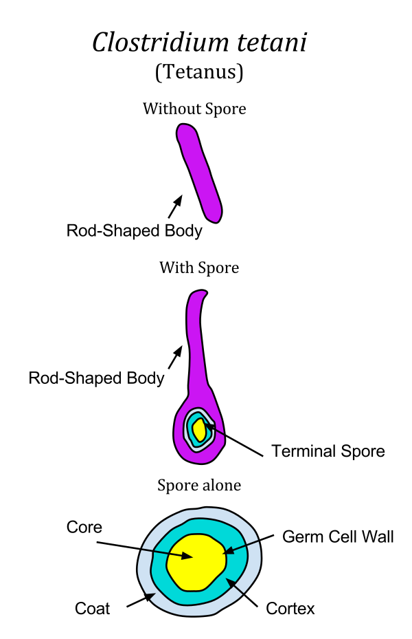 Clostridium Tetani