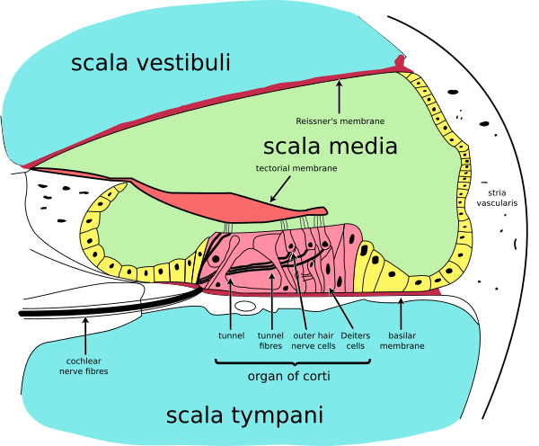 Cochlea Crosssection