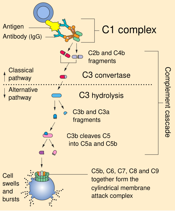 Complement Pathway
