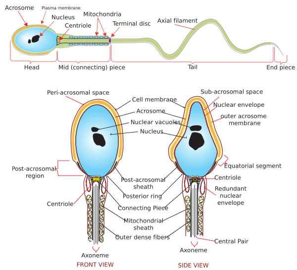 Complete Diagram Of A Human Spermatozoa En