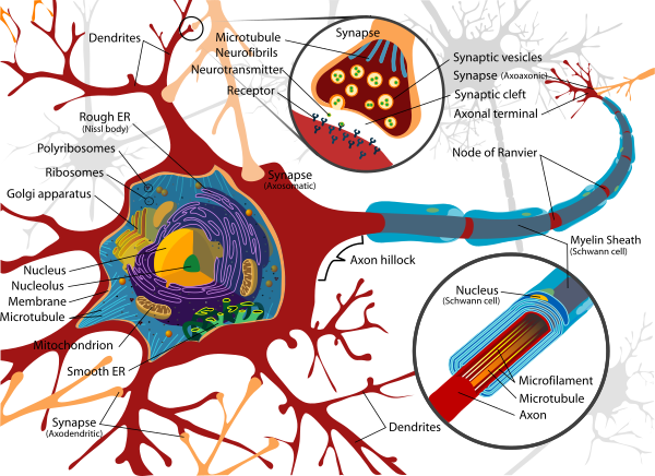Complete Neuron Cell Diagram En Vector
