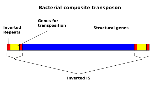 Composite Transposon