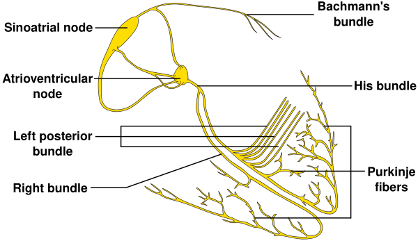 ConductionsystemoftheheartwithouttheHeart En