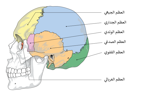 Cranial Bones Ar