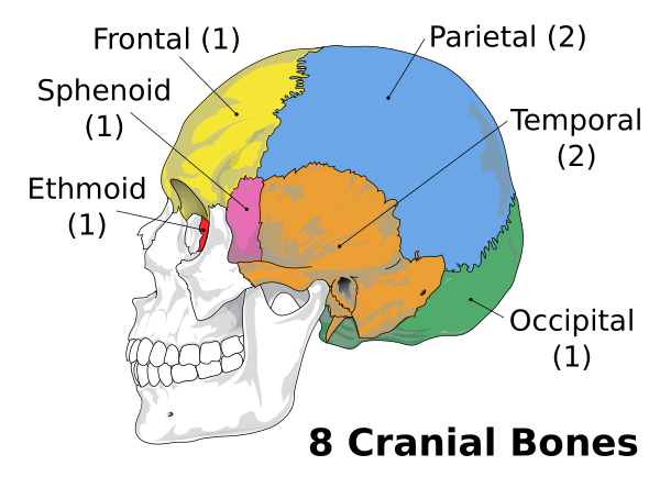Cranial Bones En V2 Vector