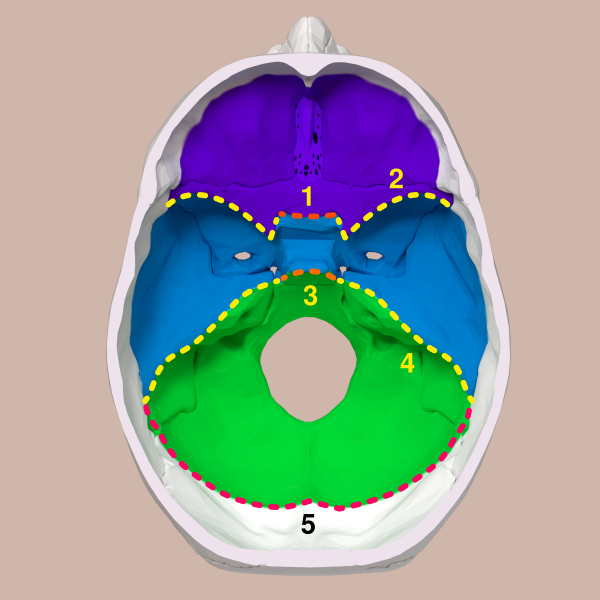 Cranial Fossae Boundaries