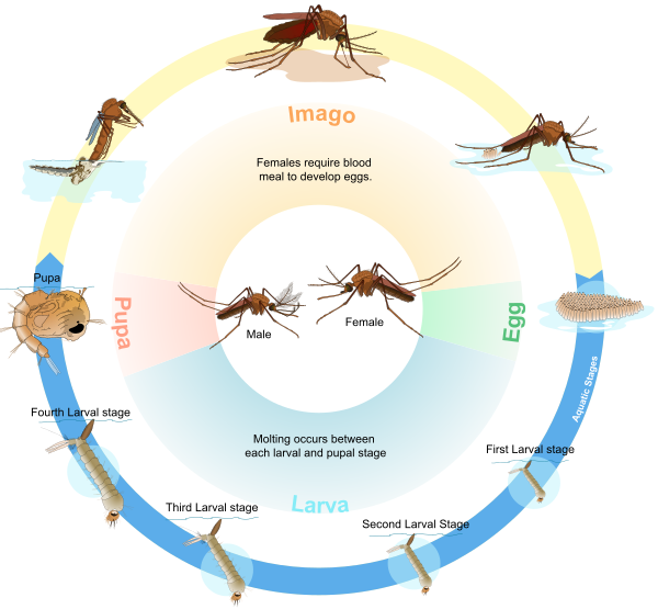 Culex Mosquito Life Cycle En