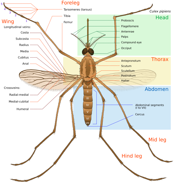 Culex Pipiens Diagram En Vector
