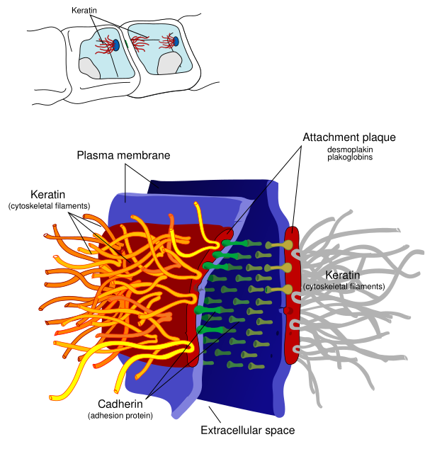 Desmosome Cell Junction En Vector