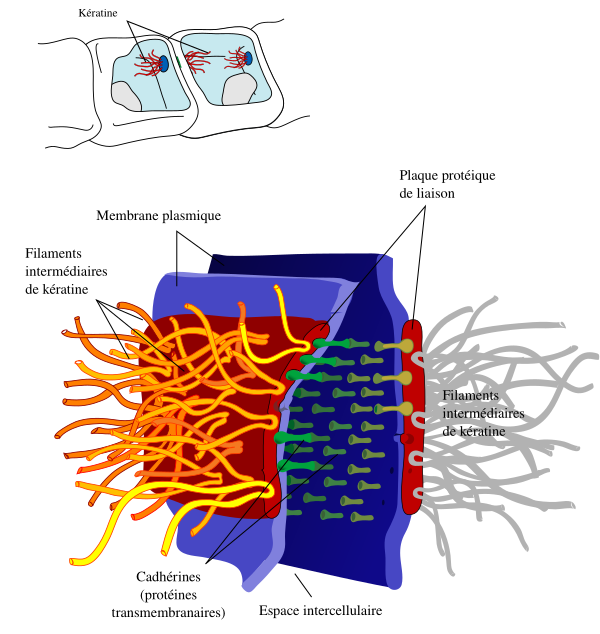 Desmosome Cell Junction Fr