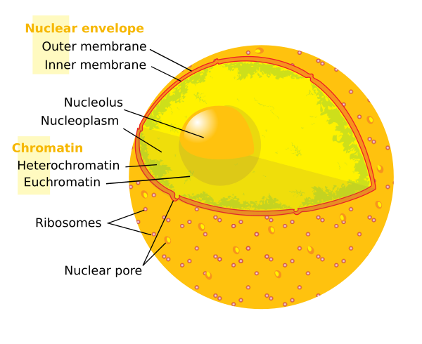 Diagram Human Cell Nucleus Multilang