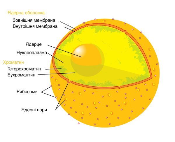 Diagram Human Cell Nucleus Uk