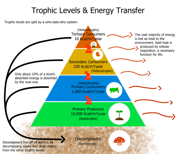 Diagram Of Trophic Layers & Energy Transfer In An Ecosystem
