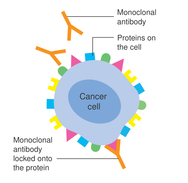 Diagram Showing A Monoclonal Antibody Attached To A Cancer Cell CRUK 070