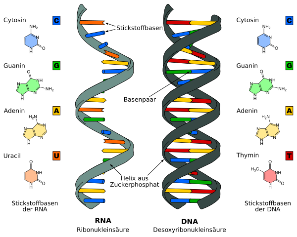 Difference DNA RNA DE