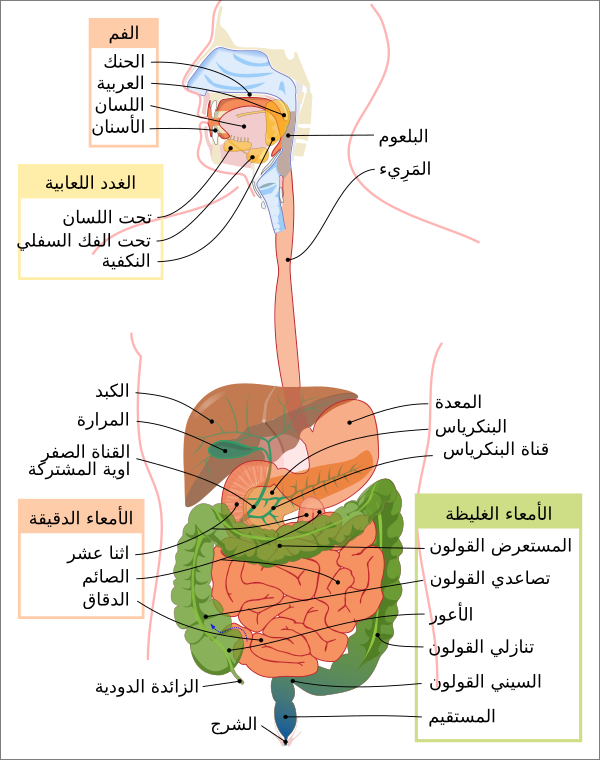 Digestive System Diagram Ar