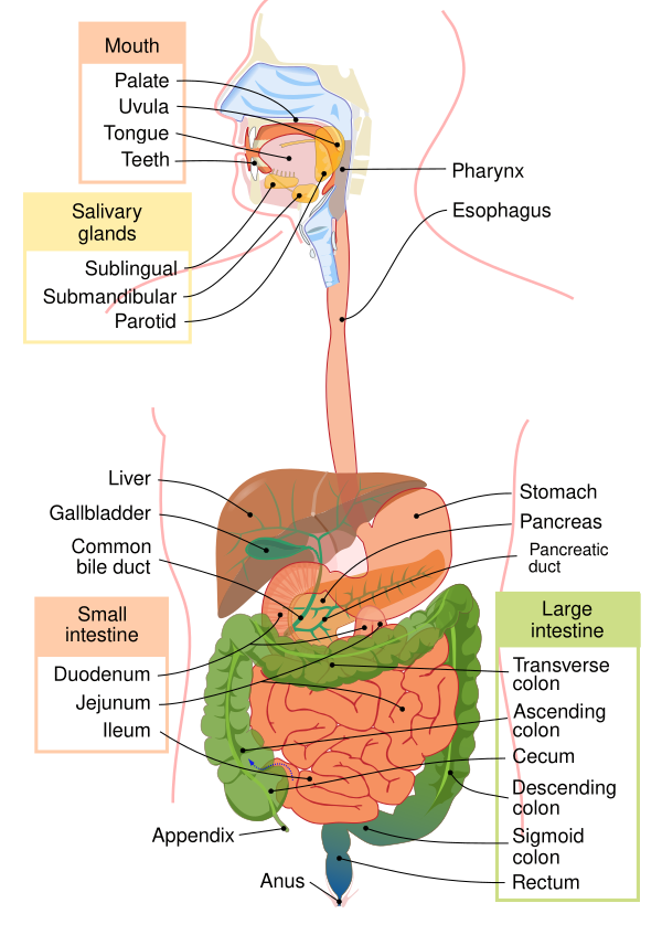 Digestive System Diagram En Vector