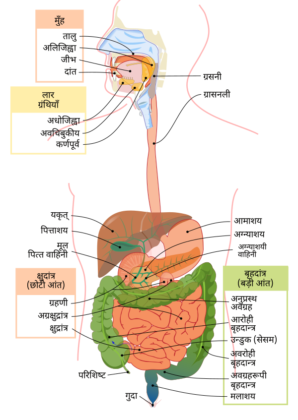 Digestive System Diagram Hi