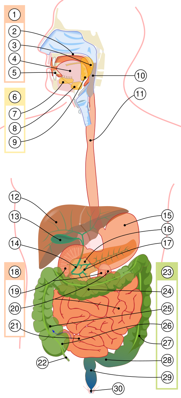 Digestive System Diagram Numbered