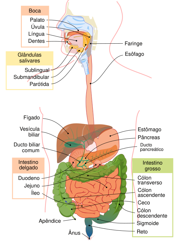 Digestive System Diagram Pt