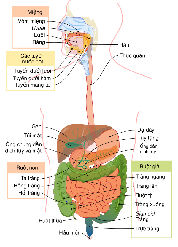 Digestive System Diagram Vi