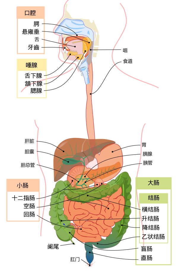 Digestive System Diagram Zh Hans