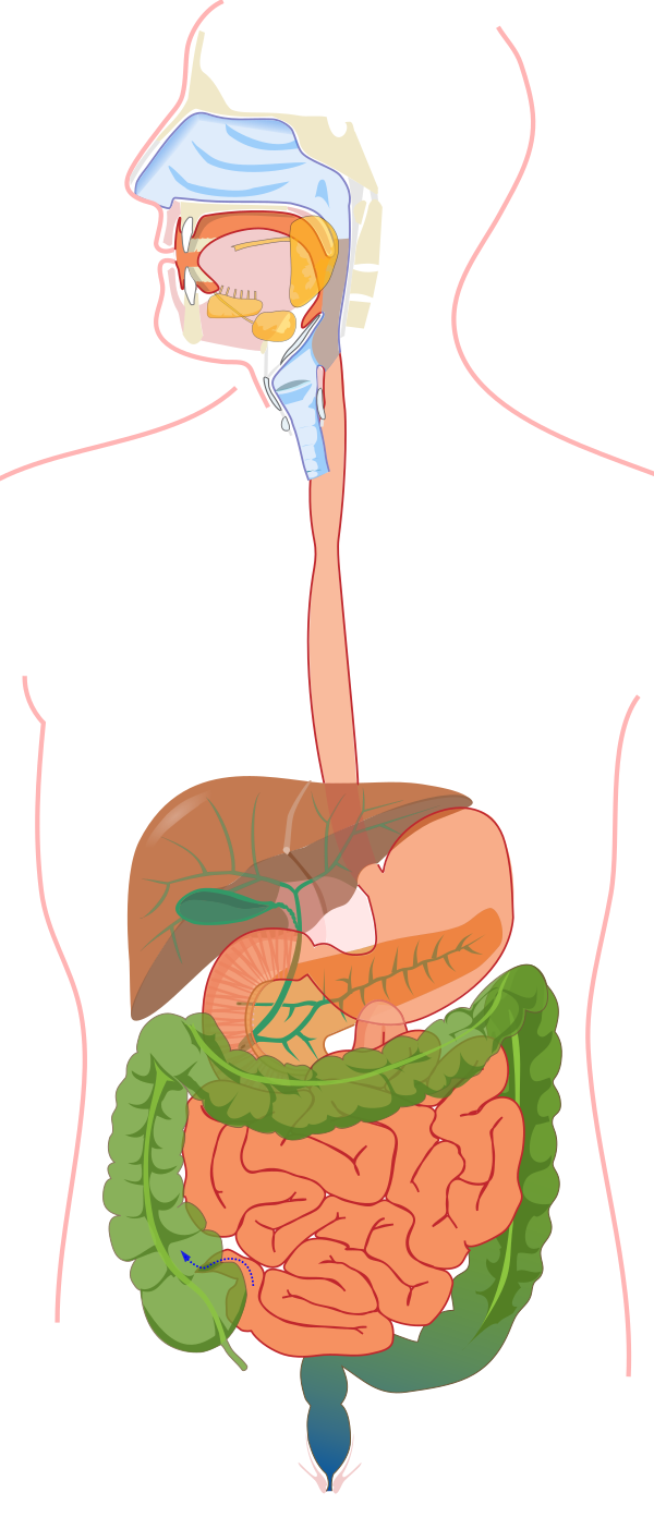 Digestive System Without Labels