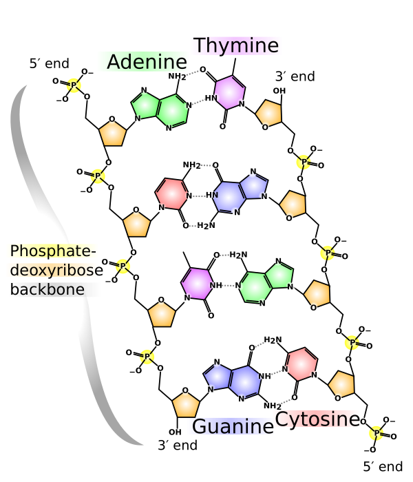 DNA Chemical Structure