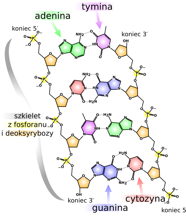 DNA Chemical Structure Pl