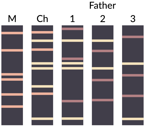 DNA Paternity Testing En Vector
